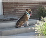 Small #1 Mutt