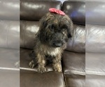 Small Photo #23 Saint Berdoodle Puppy For Sale in DINWIDDIE, VA, USA
