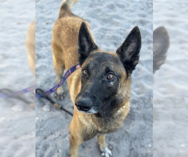 Medium Photo #1 Mutt Puppy For Sale in Fort Lauderdale, FL, USA