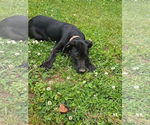 Medium Photo #3 Labrador Retriever-Unknown Mix Puppy For Sale in Sheboygan, WI, USA