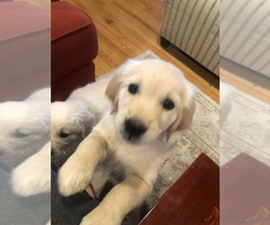 Golden Retriever Puppy for sale in THOUSAND OAKS, CA, USA