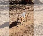 Small #6 Chihuahua