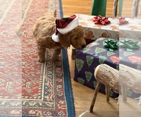 Medium Photo #11 Goldendoodle (Miniature) Puppy For Sale in SAINT MARYS, KS, USA