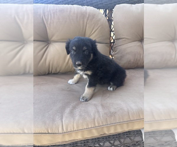 Medium Photo #36 Australian Shepherd Puppy For Sale in WILLIAMS, AZ, USA