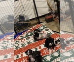 Small Photo #65 Great Dane Puppy For Sale in MARICOPA, AZ, USA