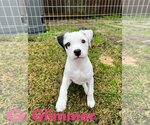 Small Photo #1 Labrador Retriever-Unknown Mix Puppy For Sale in Katy, TX, USA