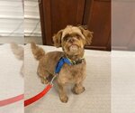 Small Photo #5 Shih-Poo Puppy For Sale in Arlington, VA, USA