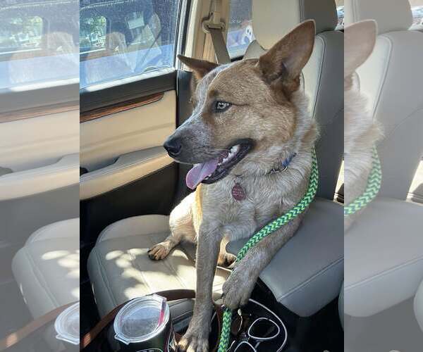Medium Photo #3 Mutt Puppy For Sale in Paso Robles, CA, USA