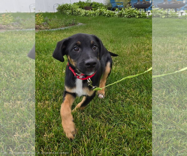 Medium Photo #1 German Shepherd Dog-Unknown Mix Puppy For Sale in New London, WI, USA