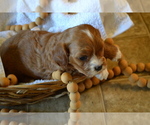 Small Photo #13 Cavapoo (Miniature) Puppy For Sale in GREENWOOD, WI, USA