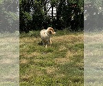 Small #3 Australian Shepherd