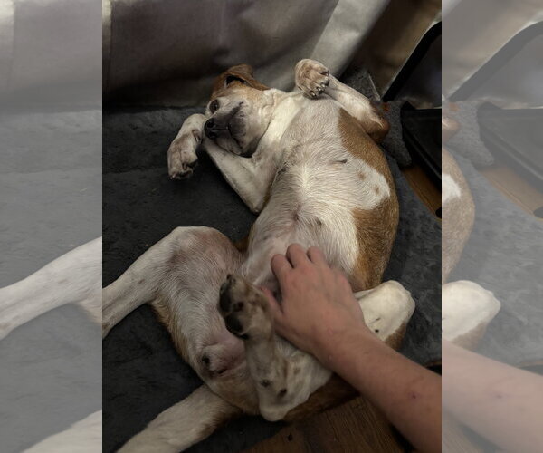 Medium Photo #13 Beagle Puppy For Sale in Tampa, FL, USA