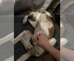 Mabel Joy - Female Beagle Dog for Adoption - Photo #13