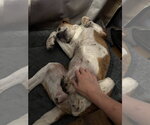 Small #12 Beagle
