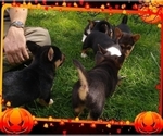 Small Photo #32 Pembroke Welsh Corgi-Scottish Terrier Mix Puppy For Sale in GREELEY, CO, USA