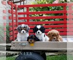 Small #1 Cavapoo