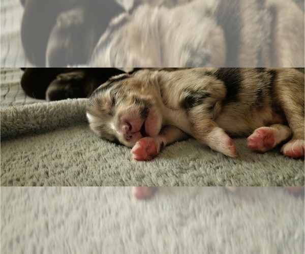 Medium Photo #3 Miniature Australian Shepherd-Pomsky Mix Puppy For Sale in COLORA, MD, USA