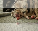 Small Photo #3 Miniature Australian Shepherd-Pomsky Mix Puppy For Sale in COLORA, MD, USA