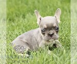 Small #5 French Bulldog