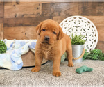 Small #3 Labrador Retriever