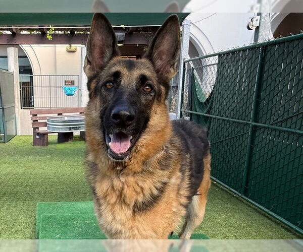 Medium Photo #1 German Shepherd Dog Puppy For Sale in Pasadena, CA, USA