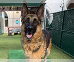 Small German Shepherd Dog