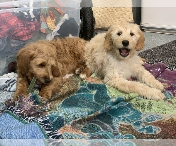 Medium Photo #17 Goldendoodle Puppy For Sale in SAN DIEGO, CA, USA