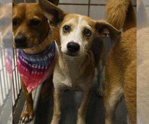 Mutt Dogs for adoption in San Antonio, TX, USA
