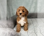 Small #4 Cavapoo