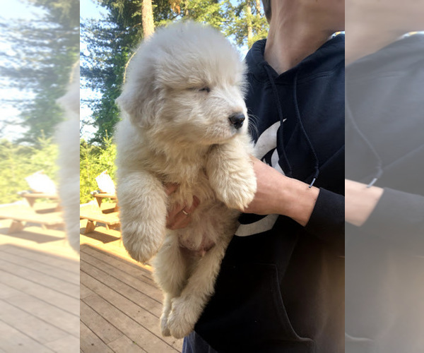 Medium Photo #1 Great Pyrenees Puppy For Sale in STAYTON, OR, USA