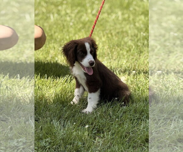 Medium Photo #3 Labrador Retriever Puppy For Sale in Yardley, PA, USA