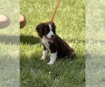 Small #2 Labrador Retriever