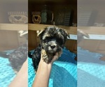 Small #3 Yorkshire Terrier