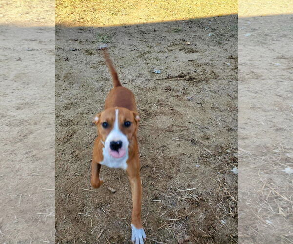 Medium Photo #8 American Staffordshire Terrier Puppy For Sale in Holly Springs, NC, USA