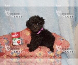 Poodle (Toy) Puppy for sale in SANGER, TX, USA