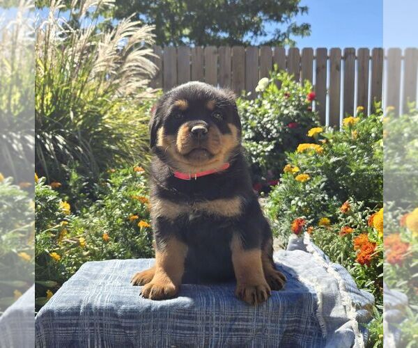 Medium Photo #5 Rottweiler Puppy For Sale in SHIPPENSBURG, PA, USA