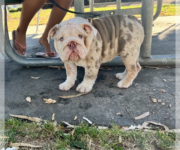 Medium Photo #1 English Bulldog Puppy For Sale in SANTA ANA, CA, USA