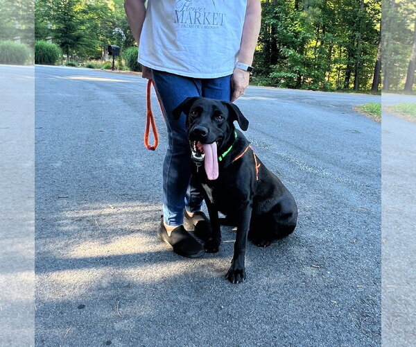 Medium Photo #3 Labrador Retriever Puppy For Sale in McCormick, SC, USA
