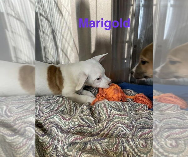 Medium Photo #3 Mutt Puppy For Sale in Foristell, MO, USA