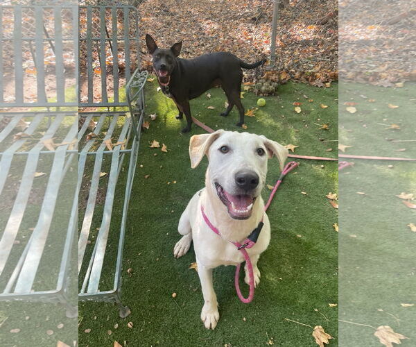 Medium Photo #2 Retriever -Unknown Mix Puppy For Sale in Greenville, SC, USA