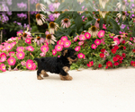 Small #3 Yorkshire Terrier