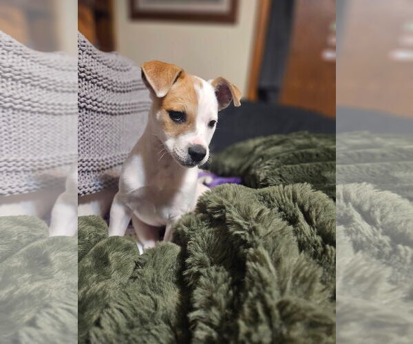 Medium Photo #2 Mutt Puppy For Sale in New London, WI, USA