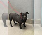 Small American Bulldog Mix