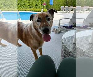 DRAKO - Male Mutt Dog for Adoption - Photo #17