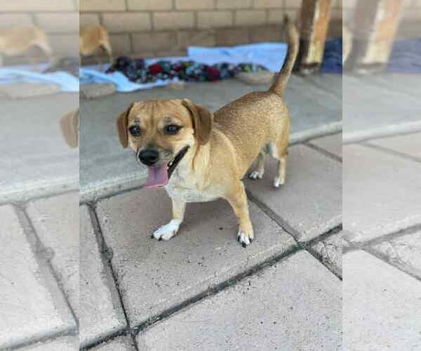 Medium Photo #3 Chihuahua-Unknown Mix Puppy For Sale in La Verne, CA, USA