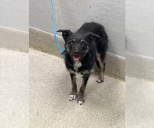 Mutt Dogs for adoption in Las Vegas, NV, USA