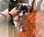 Small #1 French Bulldog