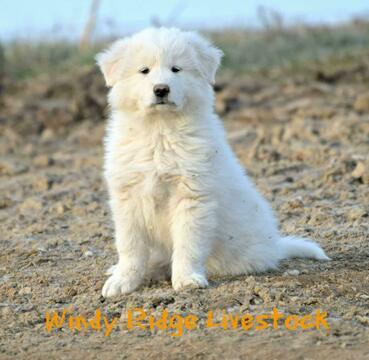 Medium Photo #1 Great Pyrenees Puppy For Sale in BEVERLY, OH, USA