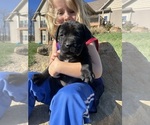 Puppy Cyan Mastador