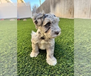 Schnauzer (Miniature) Puppy for sale in ODESSA, TX, USA